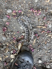 Crotalus oreganus helleri