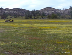 Layia glandulosa
