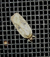 Agonopterix pulvipennella