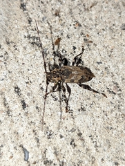 Graphisurus triangulifer