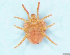 Trombidiidae