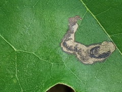 Stigmella quercipulchella