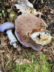 Cortinarius salor