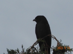 Eurystomus orientalis