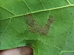 Stigmella quercipulchella