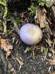 Cortinarius salor