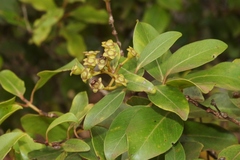 Metrosideros polymorpha