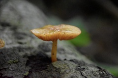 Pholiotina rugosa