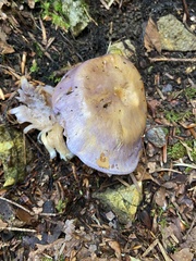 Cortinarius salor
