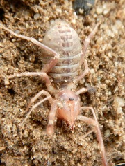 Eremobatidae