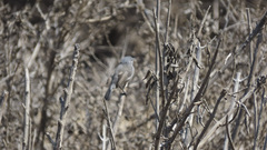 Polioptila californica