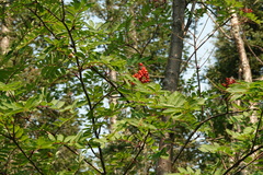 Sorbus decora