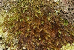 Pyrrhobryum spiniforme