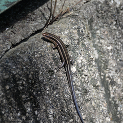 Plestiodon finitimus