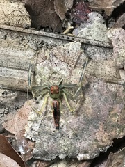 Viciria pavesii