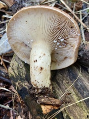 Lactarius hysginus