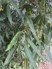 Salix lasiandra