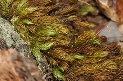 Pyrrhobryum spiniforme