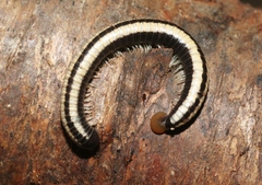 Spirobolellus immigrans