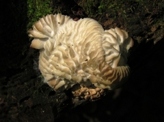 Hypomyces tremellicola