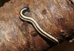 Spirobolellus immigrans