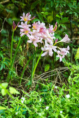 Lycoris squamigera