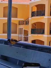 Icterus icterus