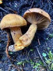 Chroogomphus helveticus