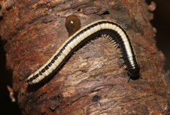Spirobolellus immigrans