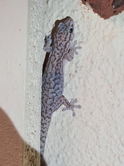 Gehyra versicolor