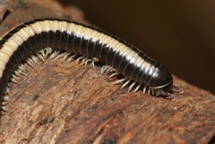 Spirobolellus immigrans