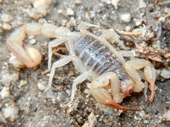 Paruroctonus silvestrii