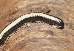 Spirobolellus immigrans