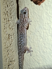 Gehyra versicolor