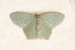 Hemithea tritonaria