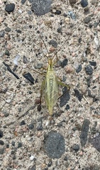 Oecanthus