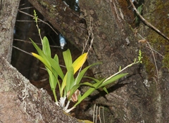 Polystachya concreta