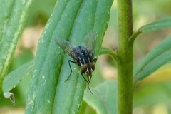 Muscidae