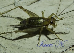 Anaxipha exigua