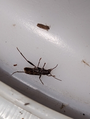 Xylotrechus sagittatus