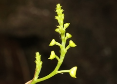 Polystachya concreta