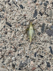 Oecanthus