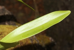 Polystachya concreta