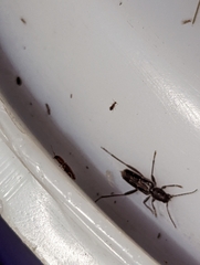 Xylotrechus sagittatus