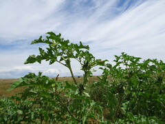 Datura quercifolia