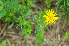 Heterotheca camporum