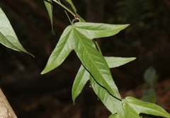 Polystachya concreta