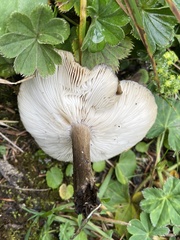 Melanoleuca