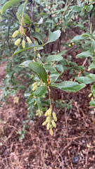 Berberis vulgaris