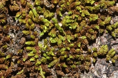 Macromitrium microstomum